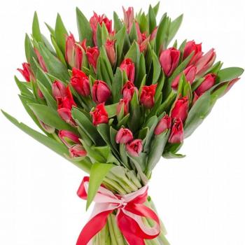 Красные тюльпаны 25 шт код  132240
